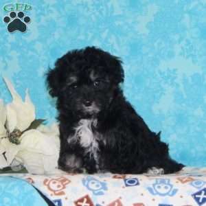 Checkers, Maltipoo Puppy